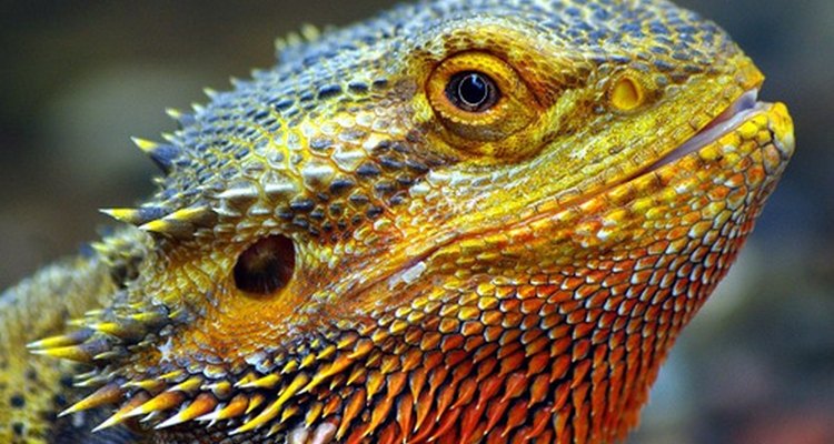 Bearded dragon