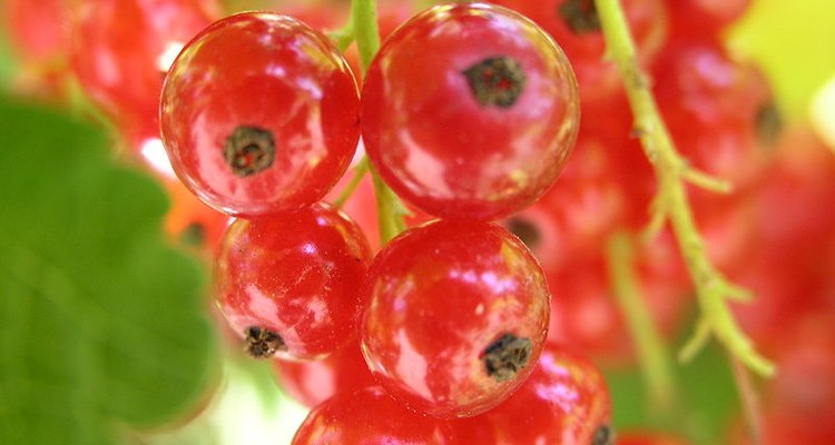 La grosella roja, también conocida como "zarzaparrilla roja" o "corinto" es una baya ácida y comestible de color rojo translúcido.