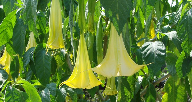 Cómo cultivar las plantas trompeta de ángel |