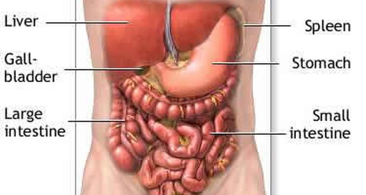 The liver removes toxins from the body and performs other critical functions as well.