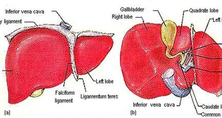 The liver has four distinct lobes, each responsible for a different function.