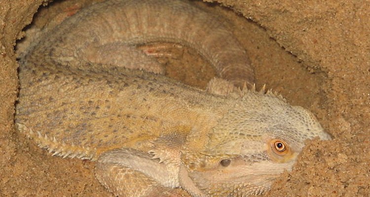 Female bearded dragon laying eggs.