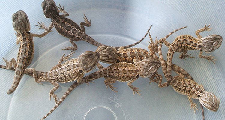 Baby bearded dragons