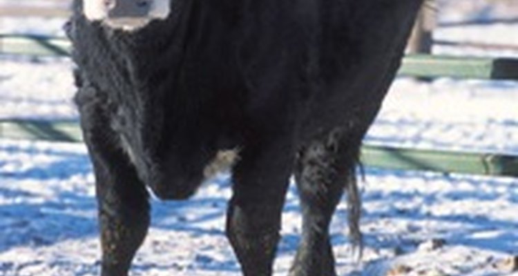 Newborn calf size is dependent on a number of factors, including breed.