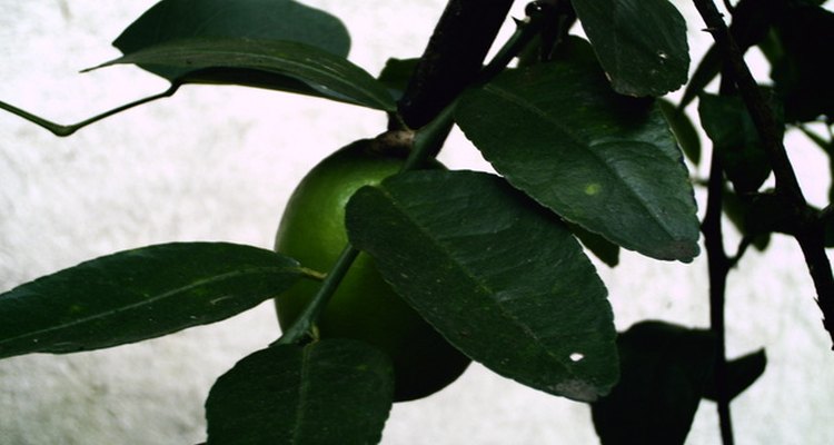 Diferencias entre árbol de limas y limonero.