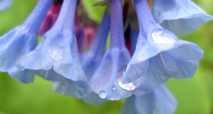 Blubell flower