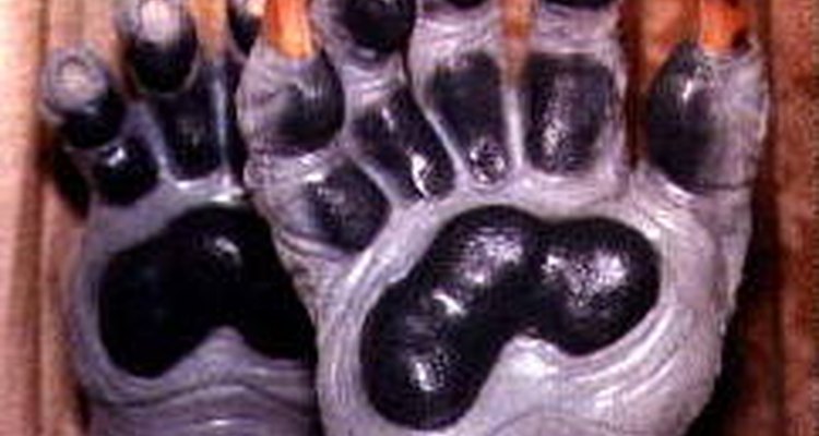 These paws were created with the help of latex paint.