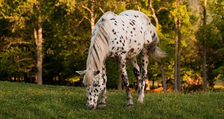 Healthy adult horses are less prone to lice than younger, older or sickly horses.