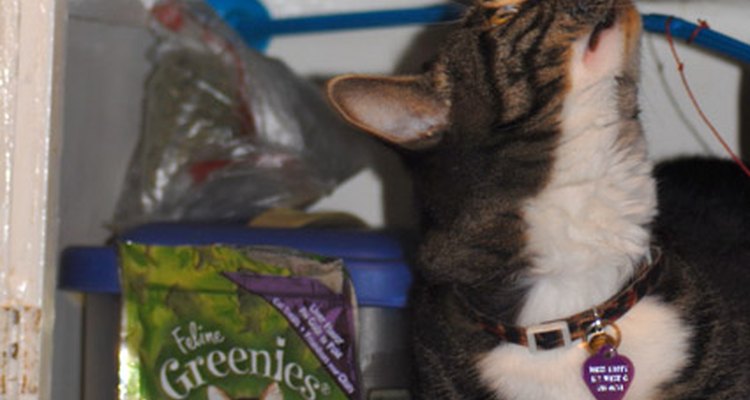 Cats get into all kinds of places humans don't want them.
