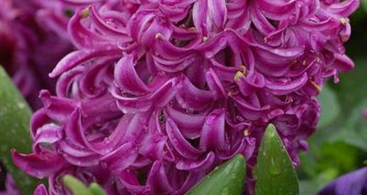 Qué hacer con una planta de jacintos cuando sus flores se marchitan? |