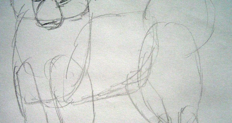 Sketch the Samoyed's facial shapes.