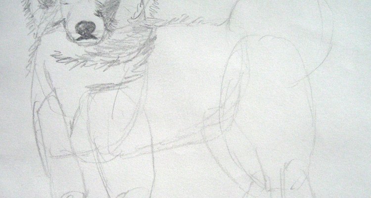 Draw the Samoyed's head.