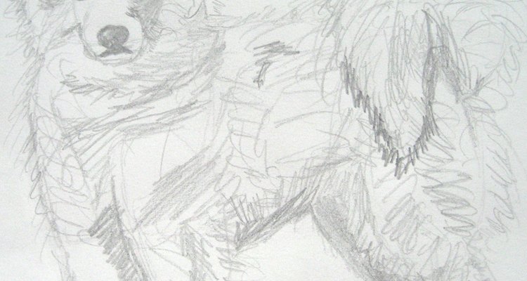 Draw the fur on the Samoyed.