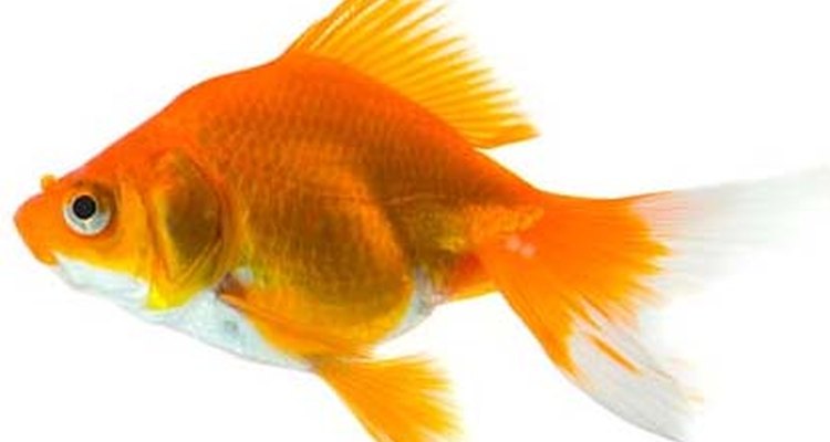 Fantail Goldfish