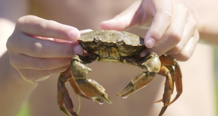 crab