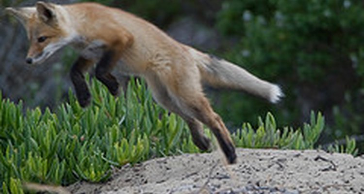 Red fox pounces. mikebaird/Flickr.com