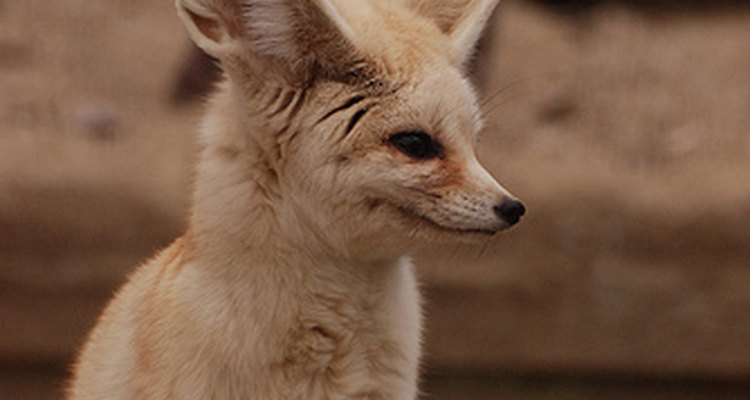 Fennec fox. kuribo/Flickr.com