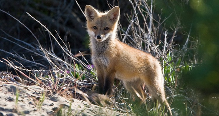 Red fox pup. mikebaird/Flickr.com
