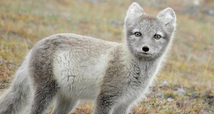 Arctic fox. billyboy/Flickr.com