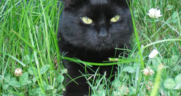 Captura un gato de manera humana.