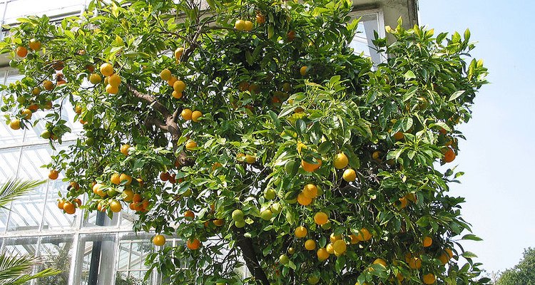 Los naranjos de deben plantar o trasplantar en otoño o primavera.