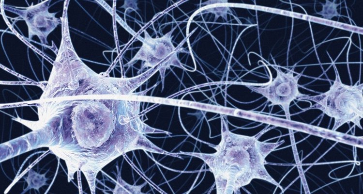 Neurons in the brain