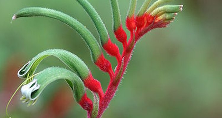 The kangaroo paw plant has a colourful and fuzzy flower.