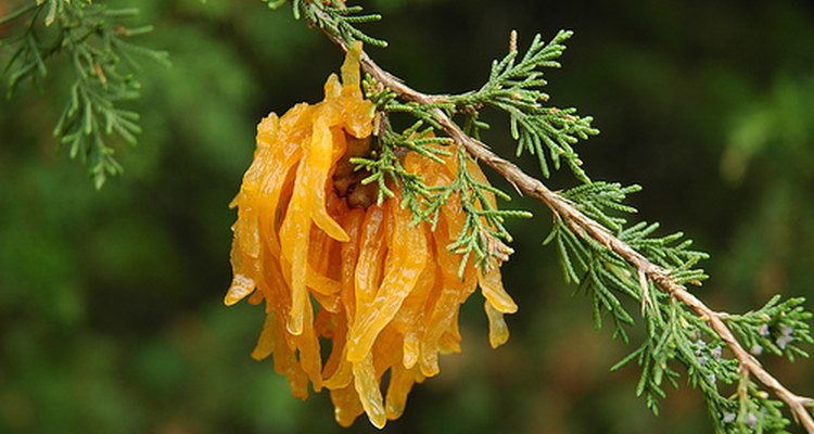 Cedar apple rust by roddh: Flickr.com