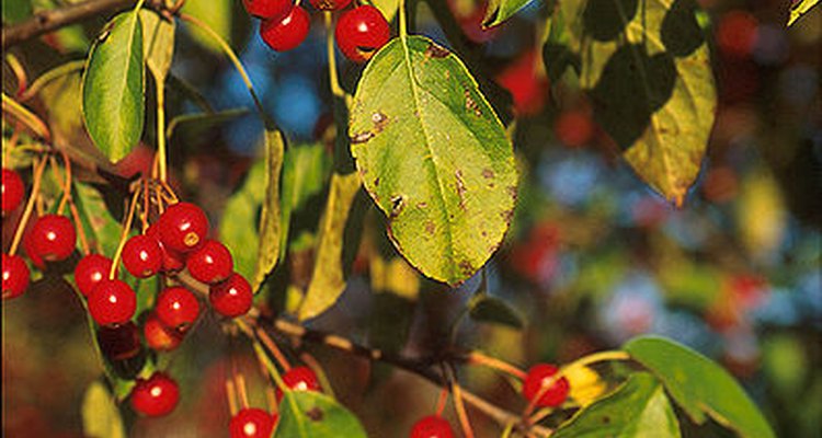 Apple scab on crabapple by Peggy Greb: Wikipedia.com