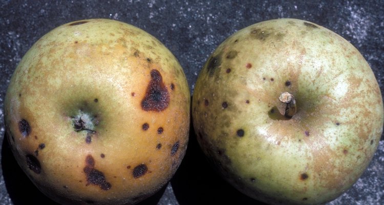 Black rot by University of Georgia Plant Pathology Archive:forestryimages.org