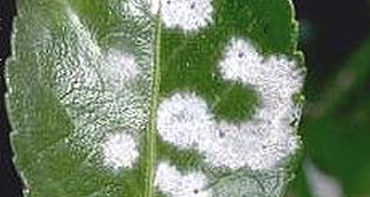 Powdery Mildew: Haltonhelps.org