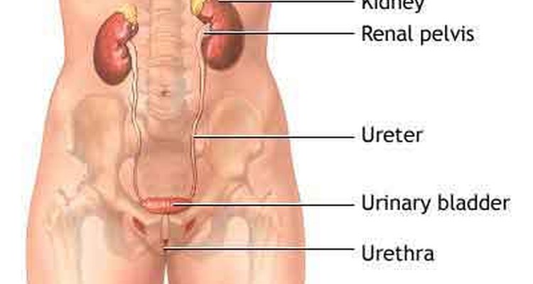 Groin pain