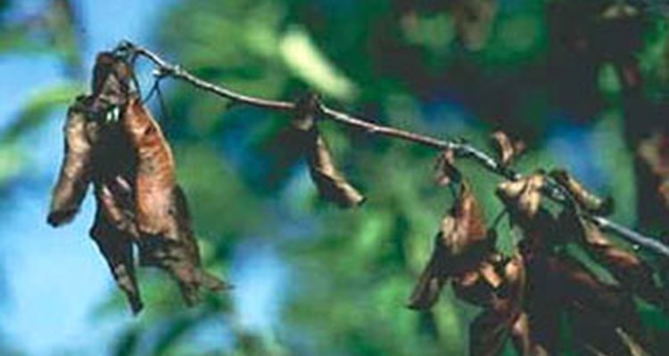 Fire blight by Sebastian Stabinger: Wikipedia.org