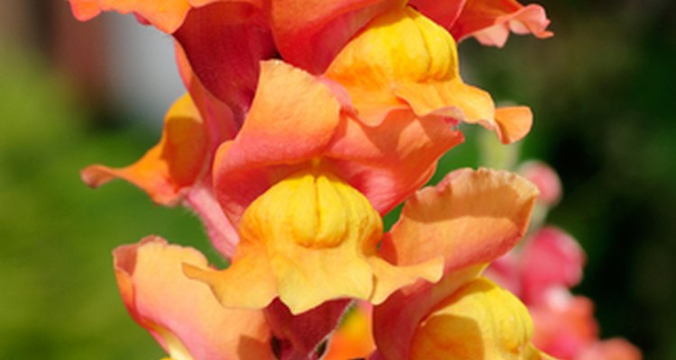The snapdragon is a feature of British gardens.