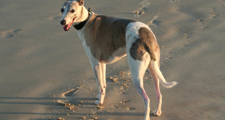Si alguna vez tuviste una infección de las vías urinarias, los síntomas y cómo te sentías son similares a los que sufre tu perro si experimenta la misma afección.