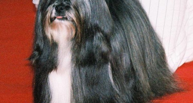 Os cães ds raça lhasa apso devem ser socializados desde cedo