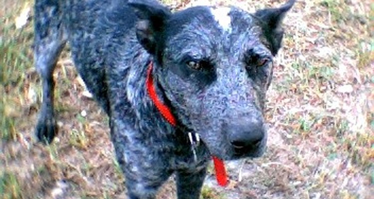 Blue heeler.