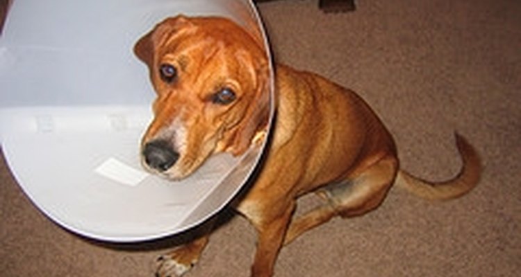 Asegúrate de darle a tu perro mucho cariño durante su recuperación de la cirugía.