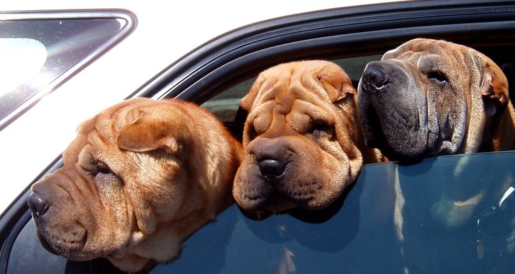 Dogs in car