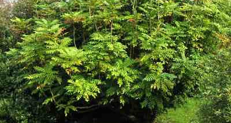 Mahonia in summer