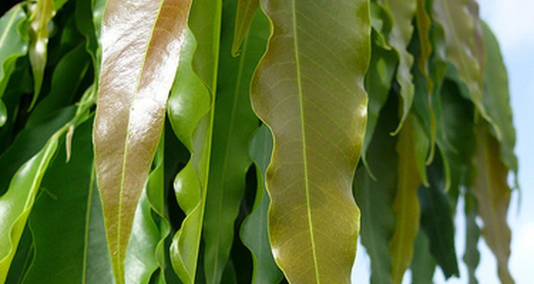The size and shape of leaves are major identifiers.