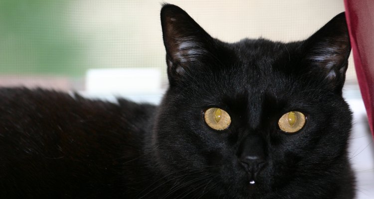 El comportamiento de un gato es a veces difícil de interpretar.