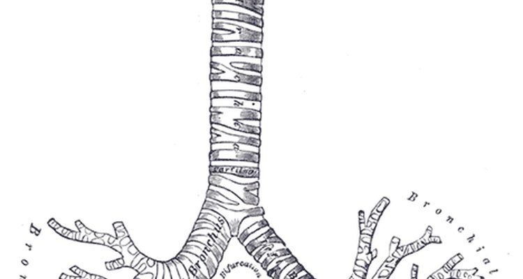 Ilustración de los tubos bronquiales.