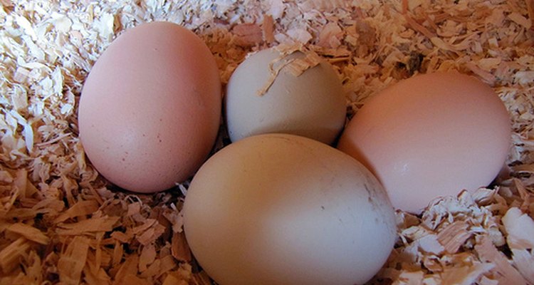 Aumenta la producción de huevos.