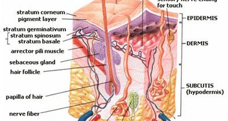 Cross section of the skin