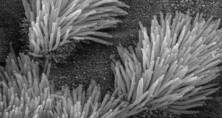 Scanning electron microscope image of cilia in lungs (public domain)
