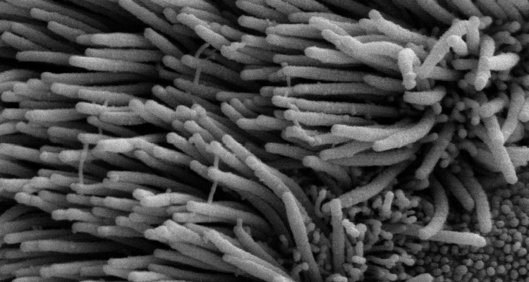 Scanning electron microscope image of cilia in lungs (public domain)