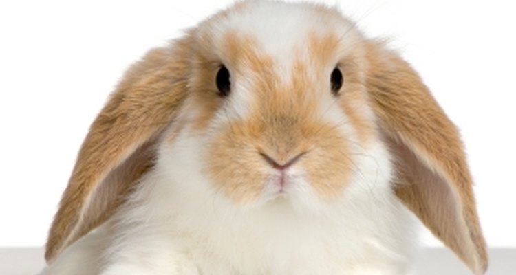 Los conejos pueden contraer pulgas tan fácilmente como otros animales.