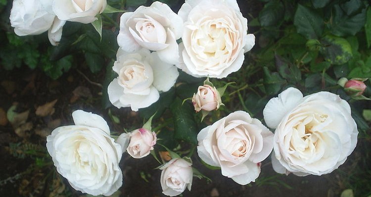 'English Miss' roses