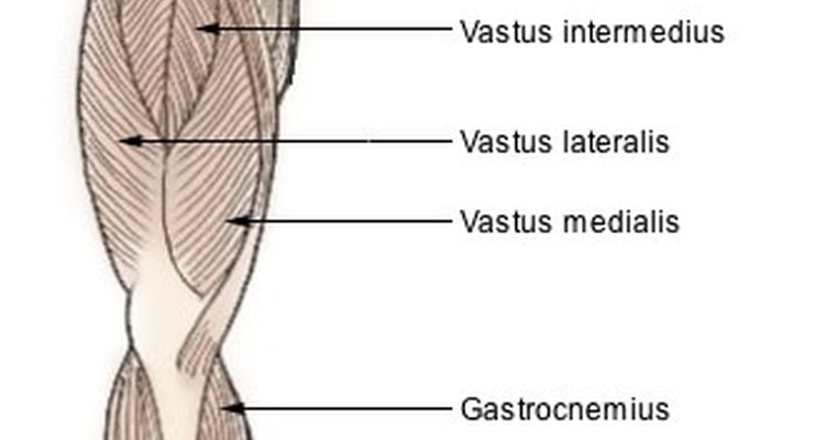 Quadriceps